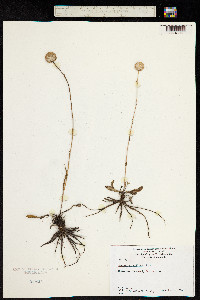 Craspedia uniflora image