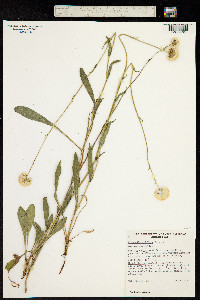 Craspedia uniflora image