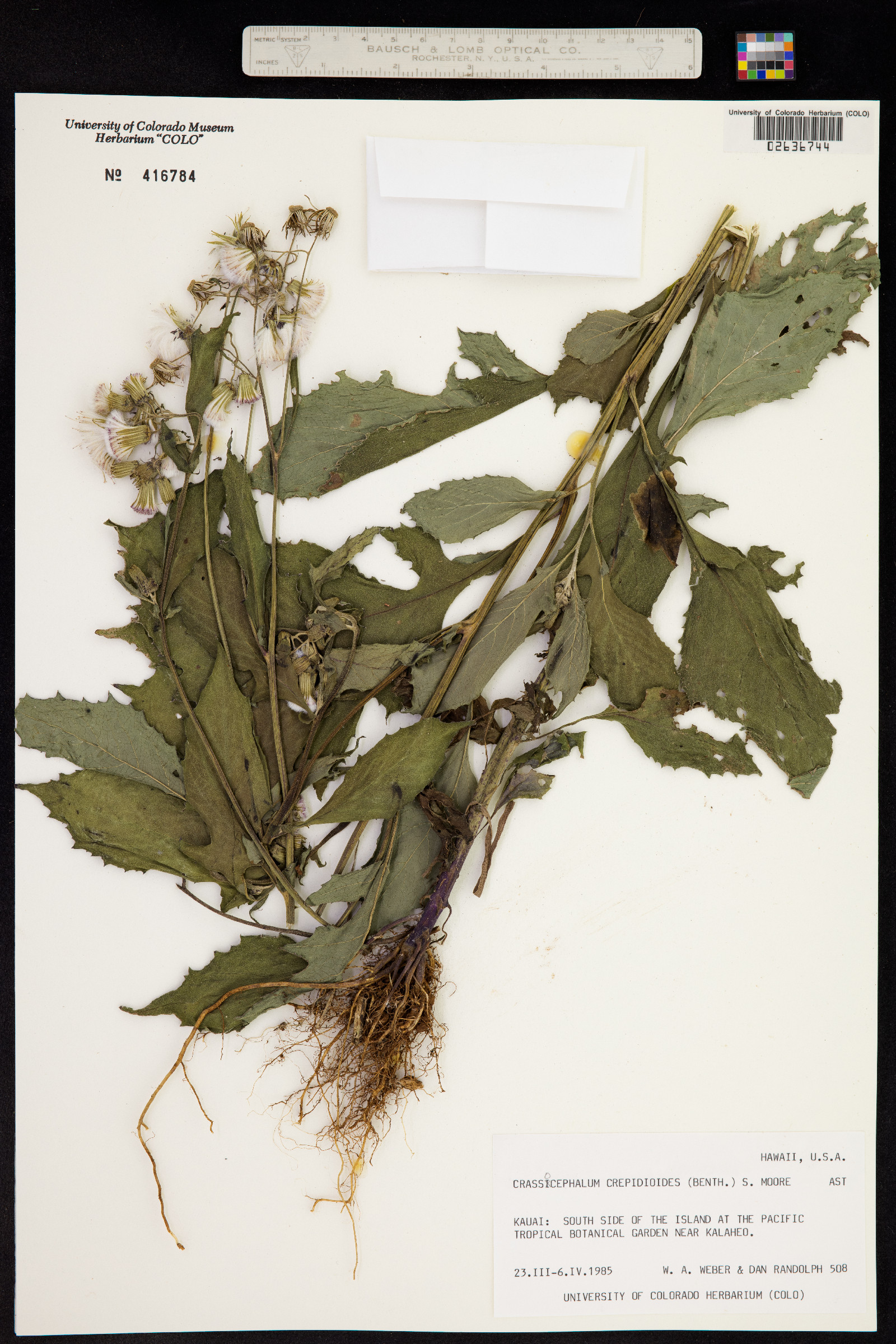 Crassocephalum image