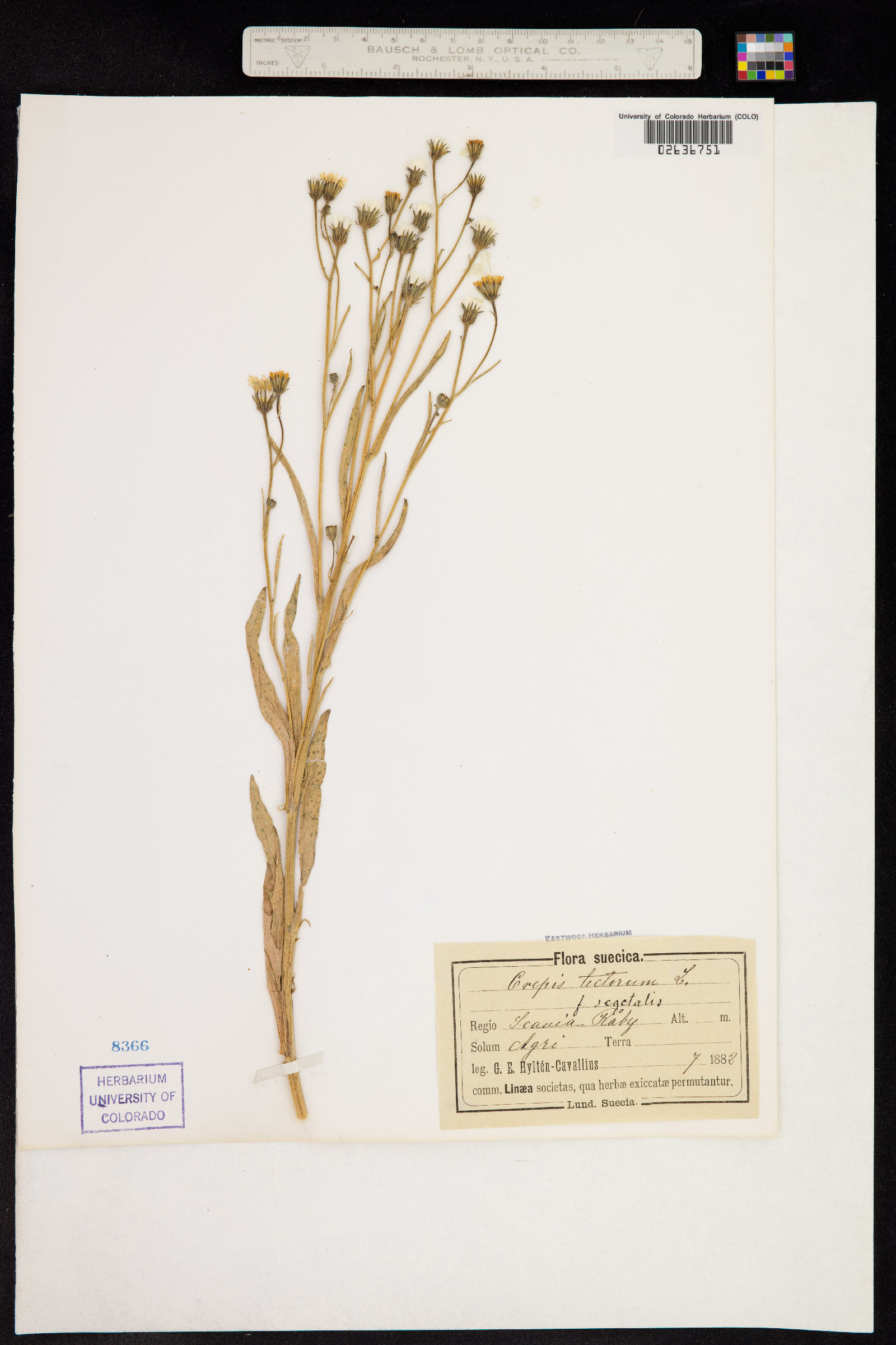 Crepis tectorum image