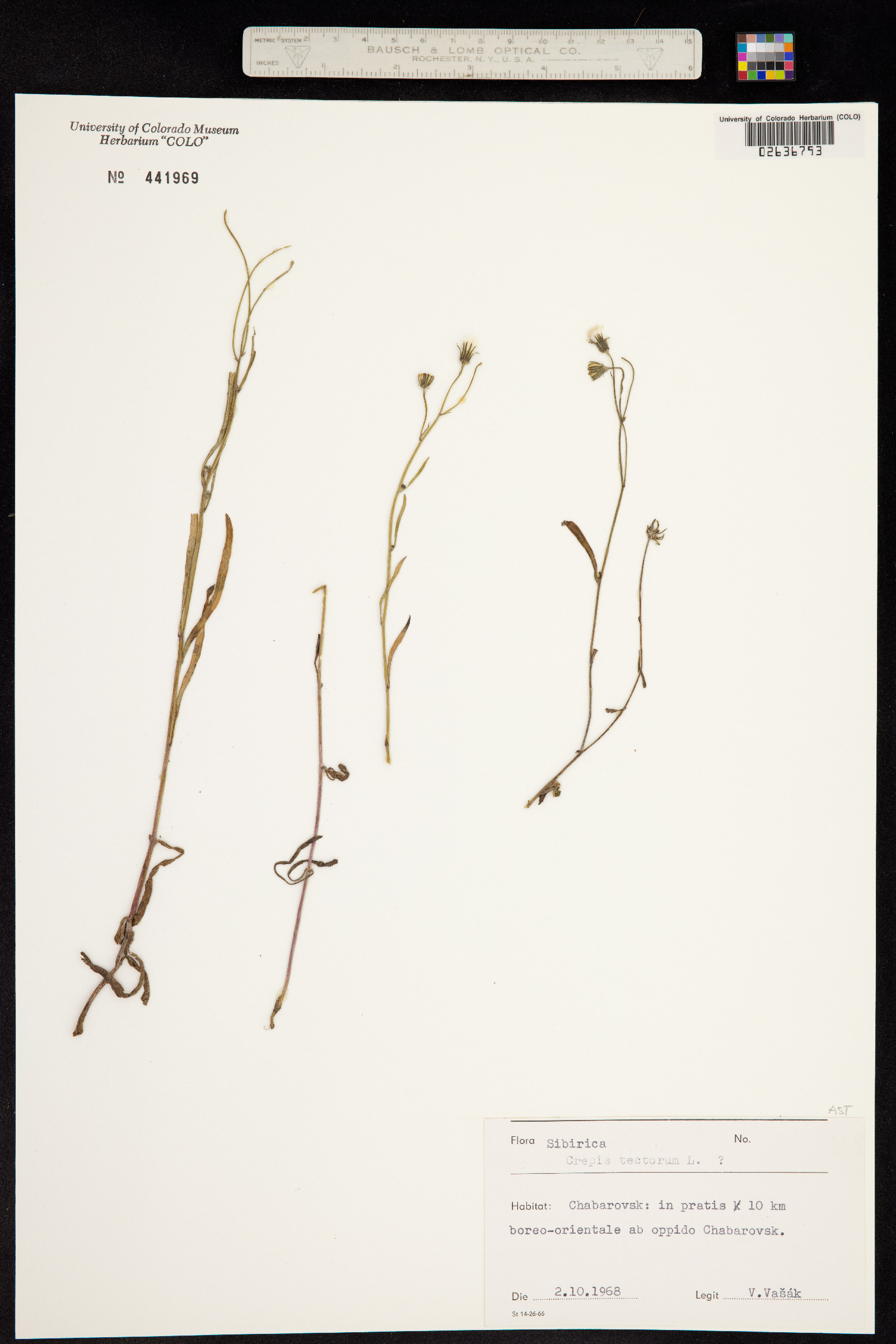 Crepis tectorum image