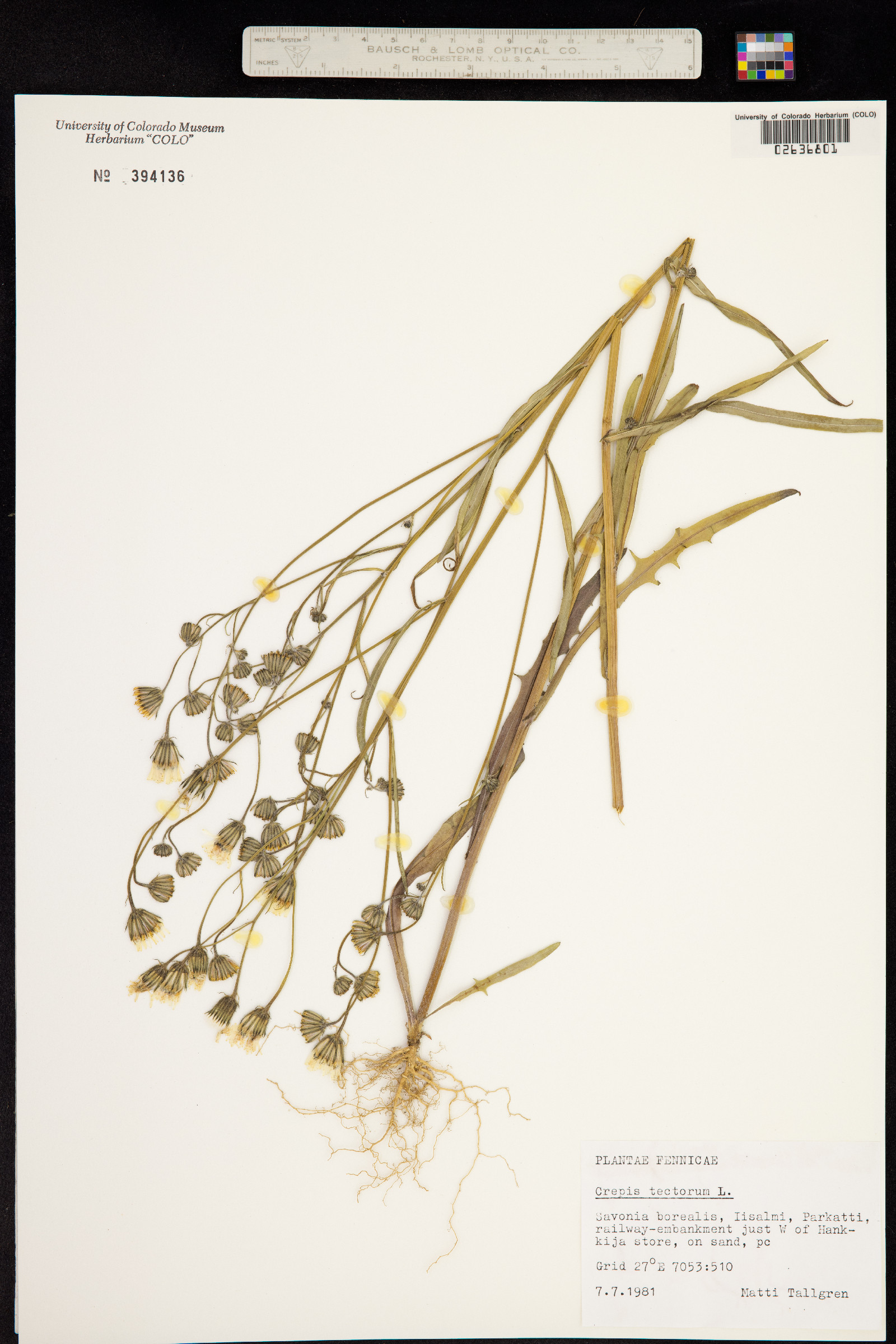 Crepis tectorum image