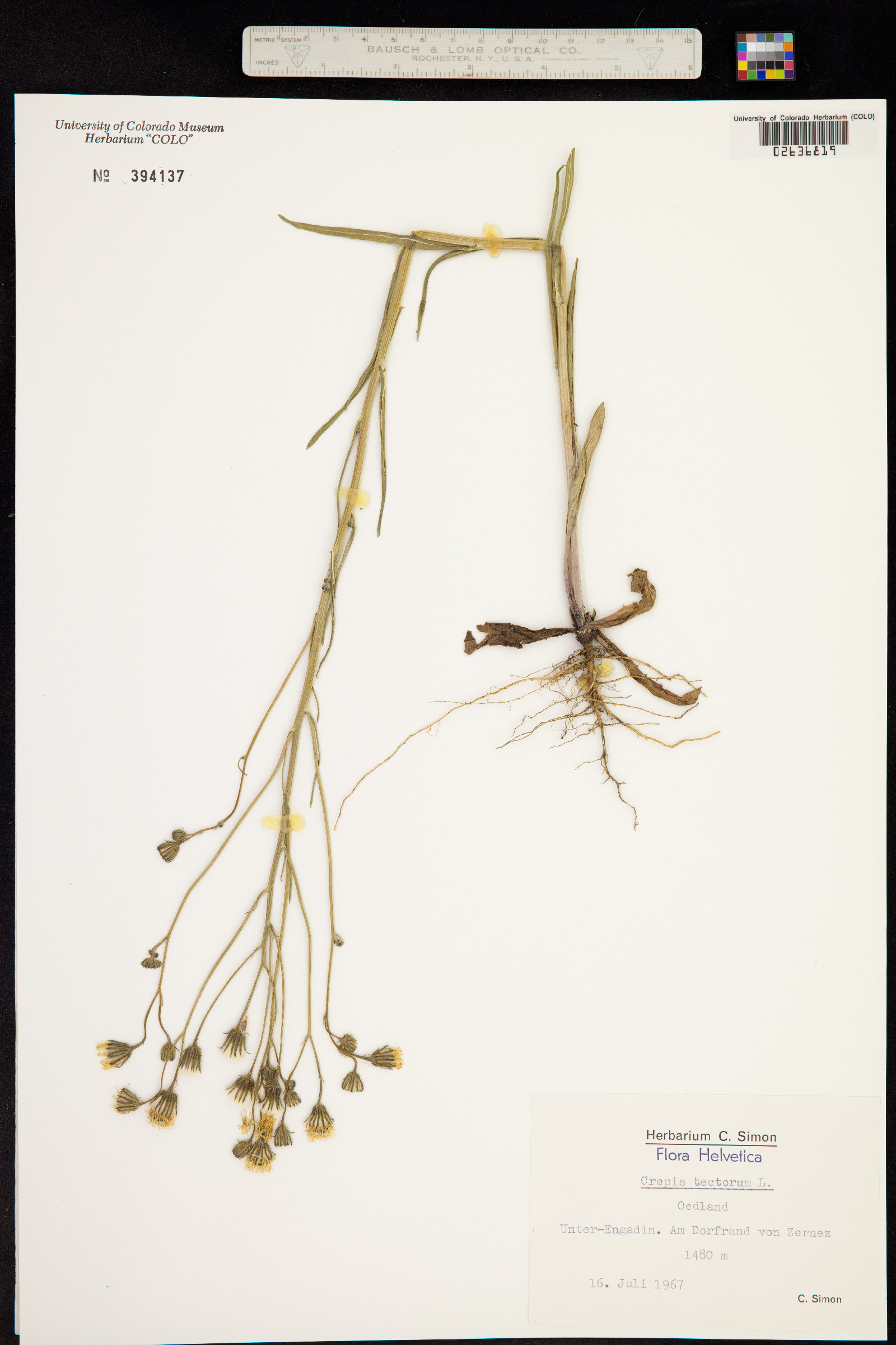 Crepis tectorum image