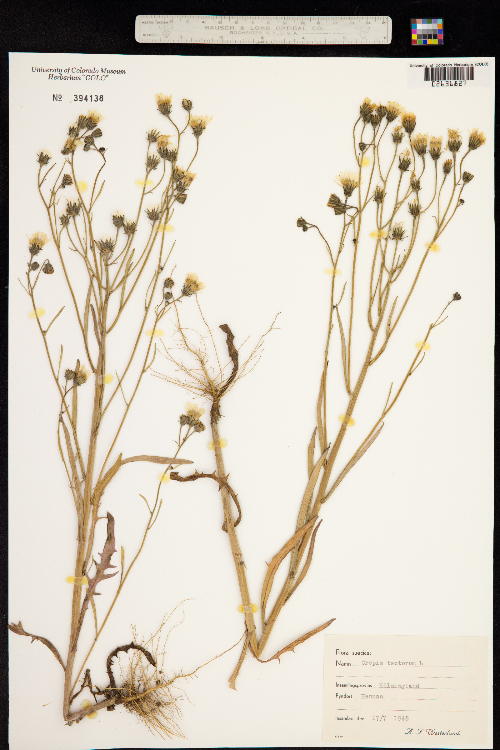 Crepis image
