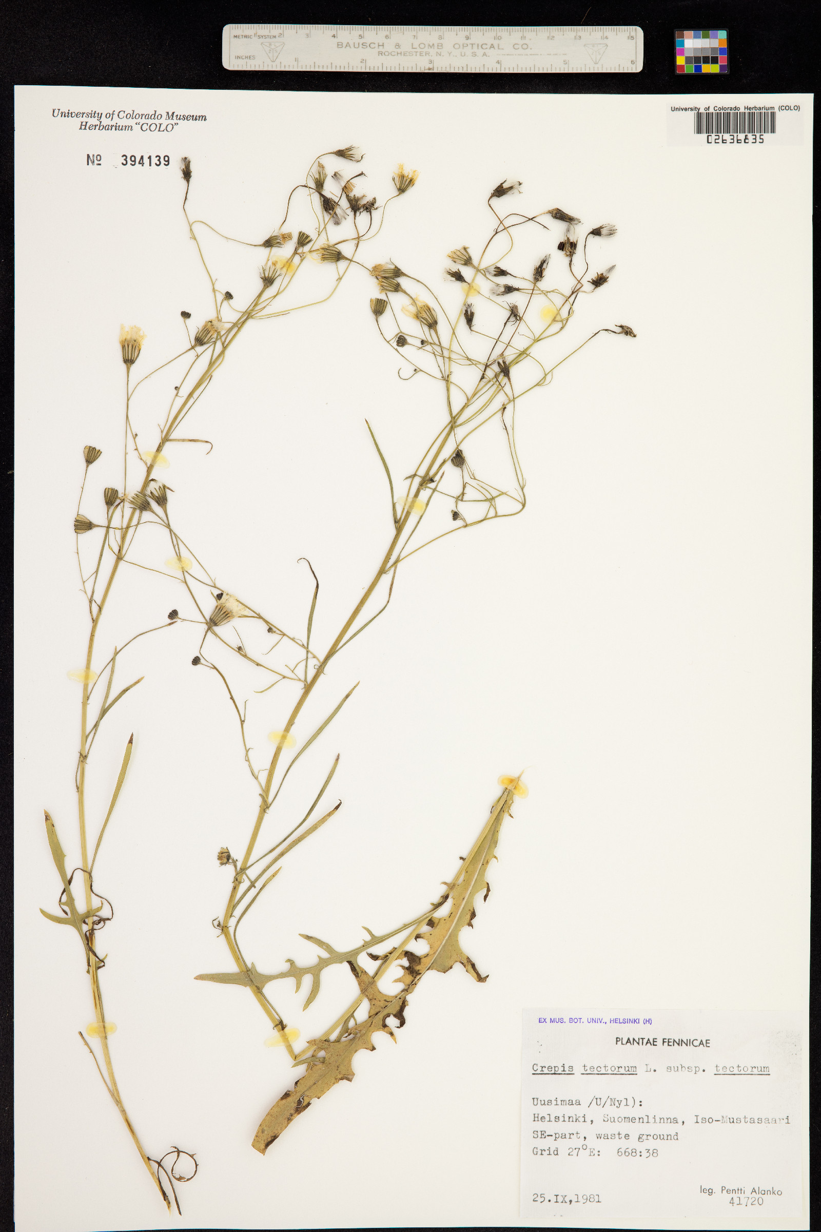 Crepis tectorum image