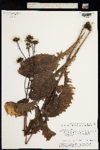 Crepis sibirica image
