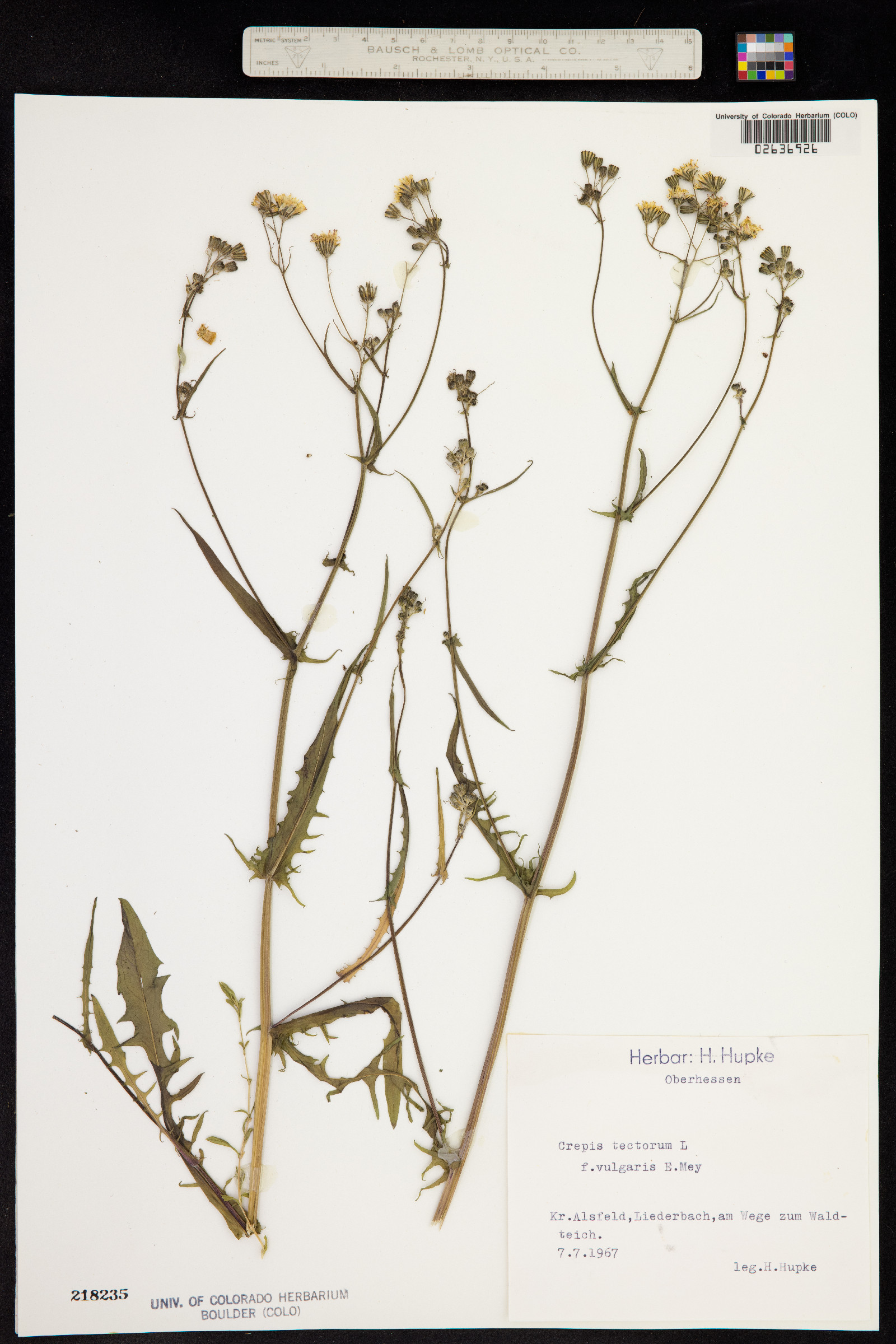 Crepis tectorum image