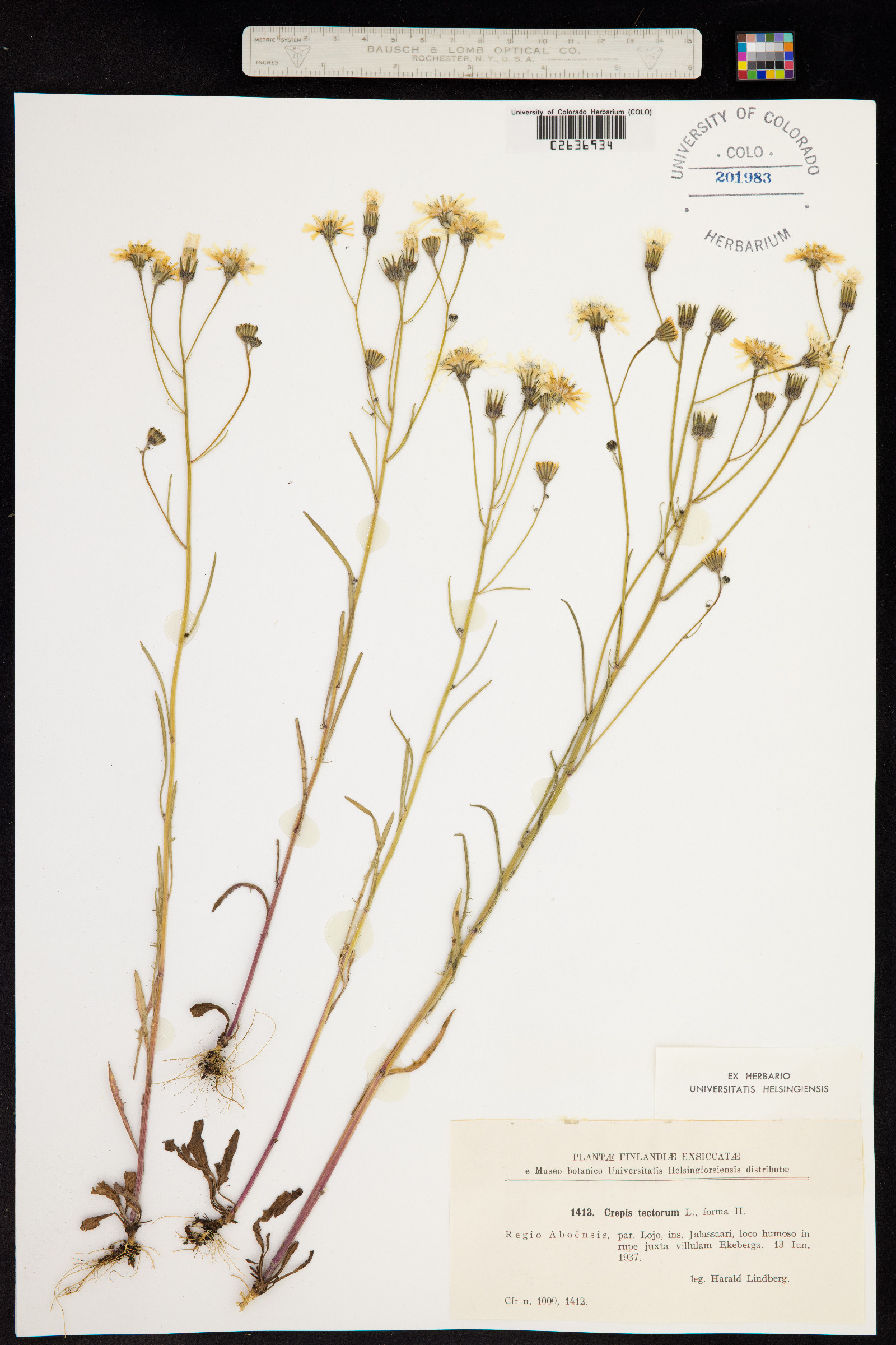 Crepis tectorum image
