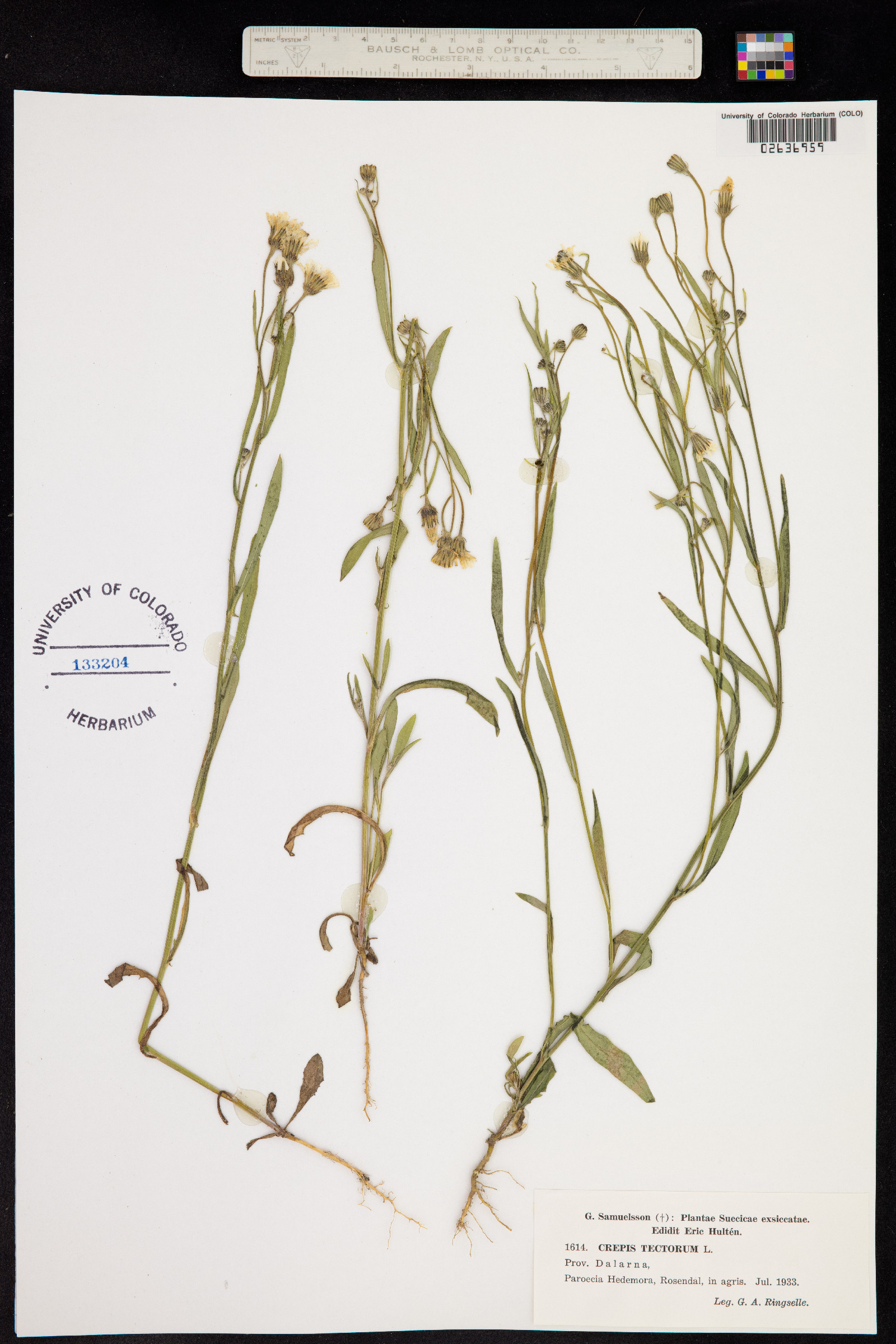 Crepis tectorum image