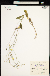Image of Crepis pulchra