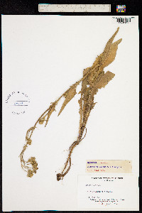 Image of Crepis setosa