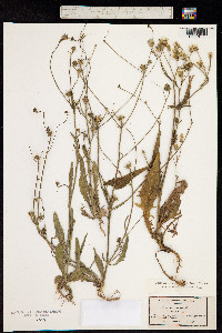 Crepis setosa image