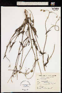 Crepis setosa image
