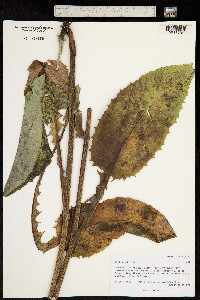 Crepis sibirica image