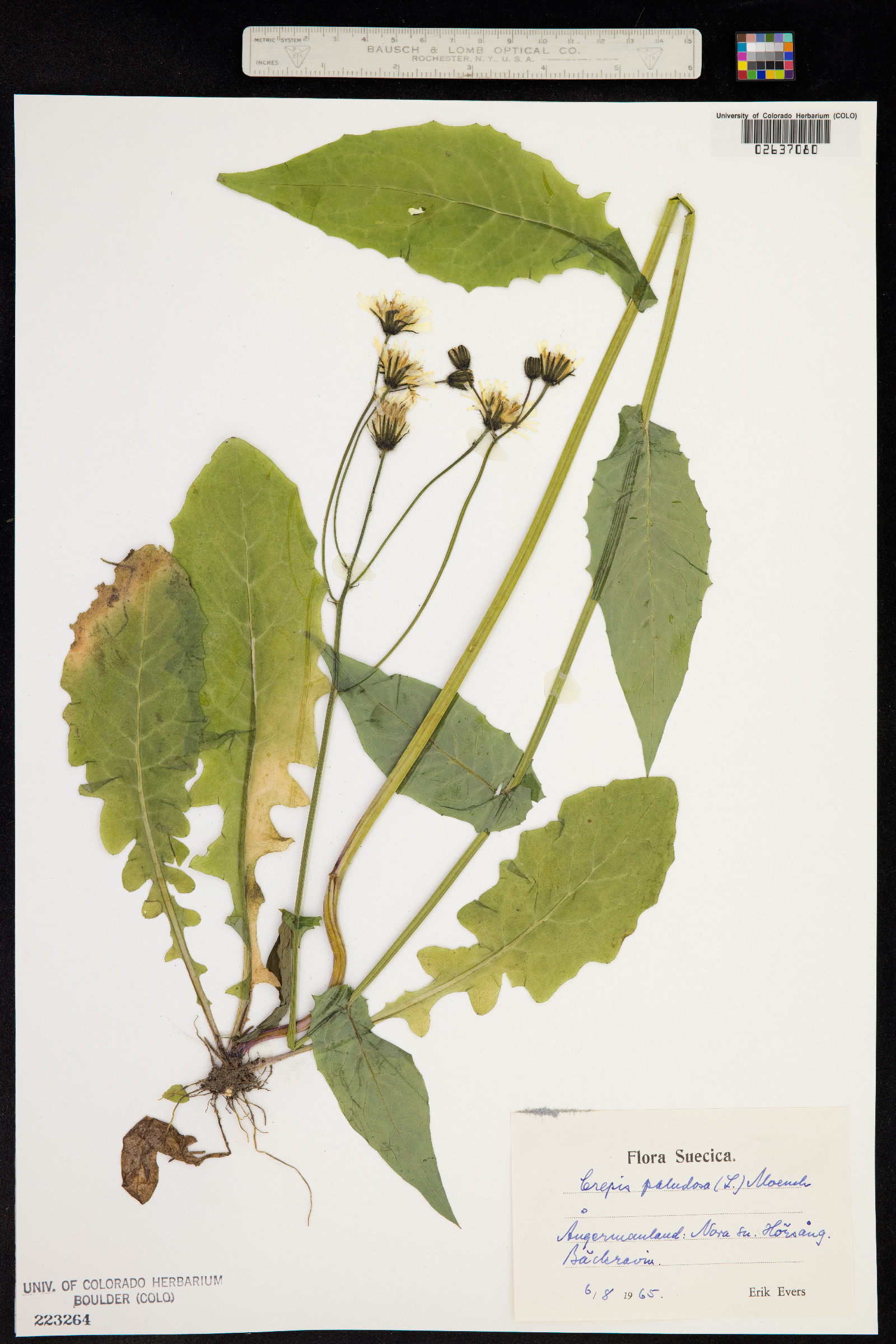 Crepis paludosa image