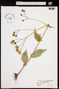 Crepis paludosa image