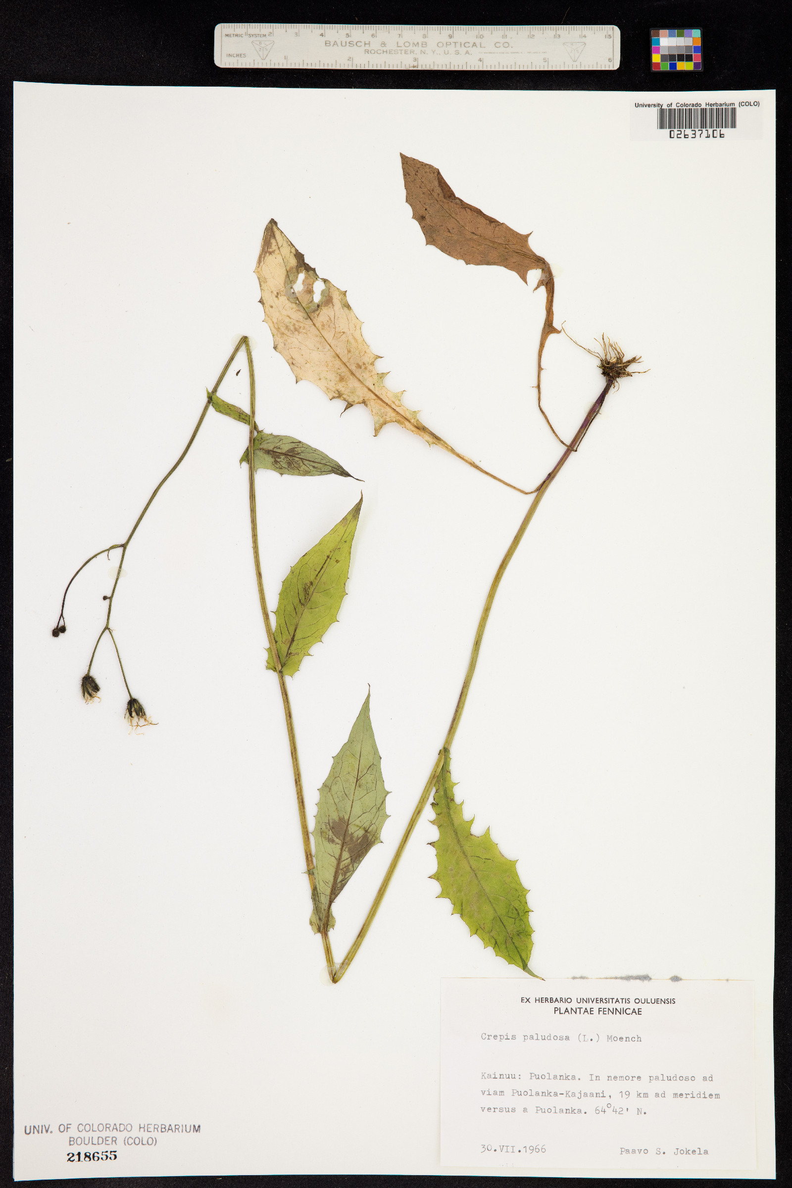 Crepis paludosa image