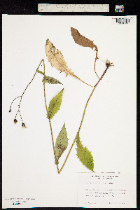 Crepis paludosa image