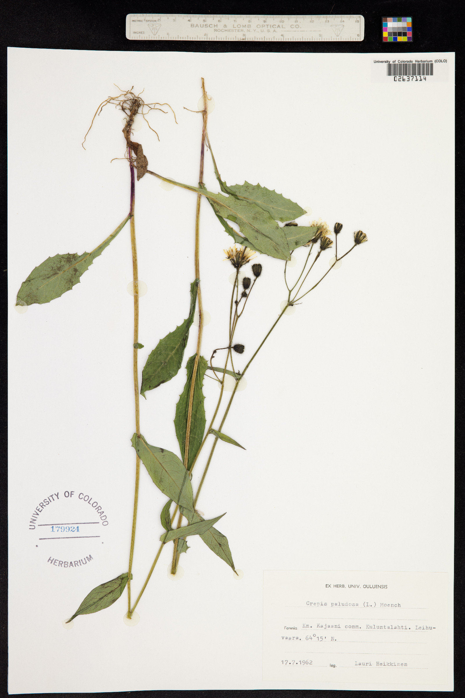 Crepis paludosa image