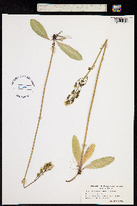 Crepis praemorsa image