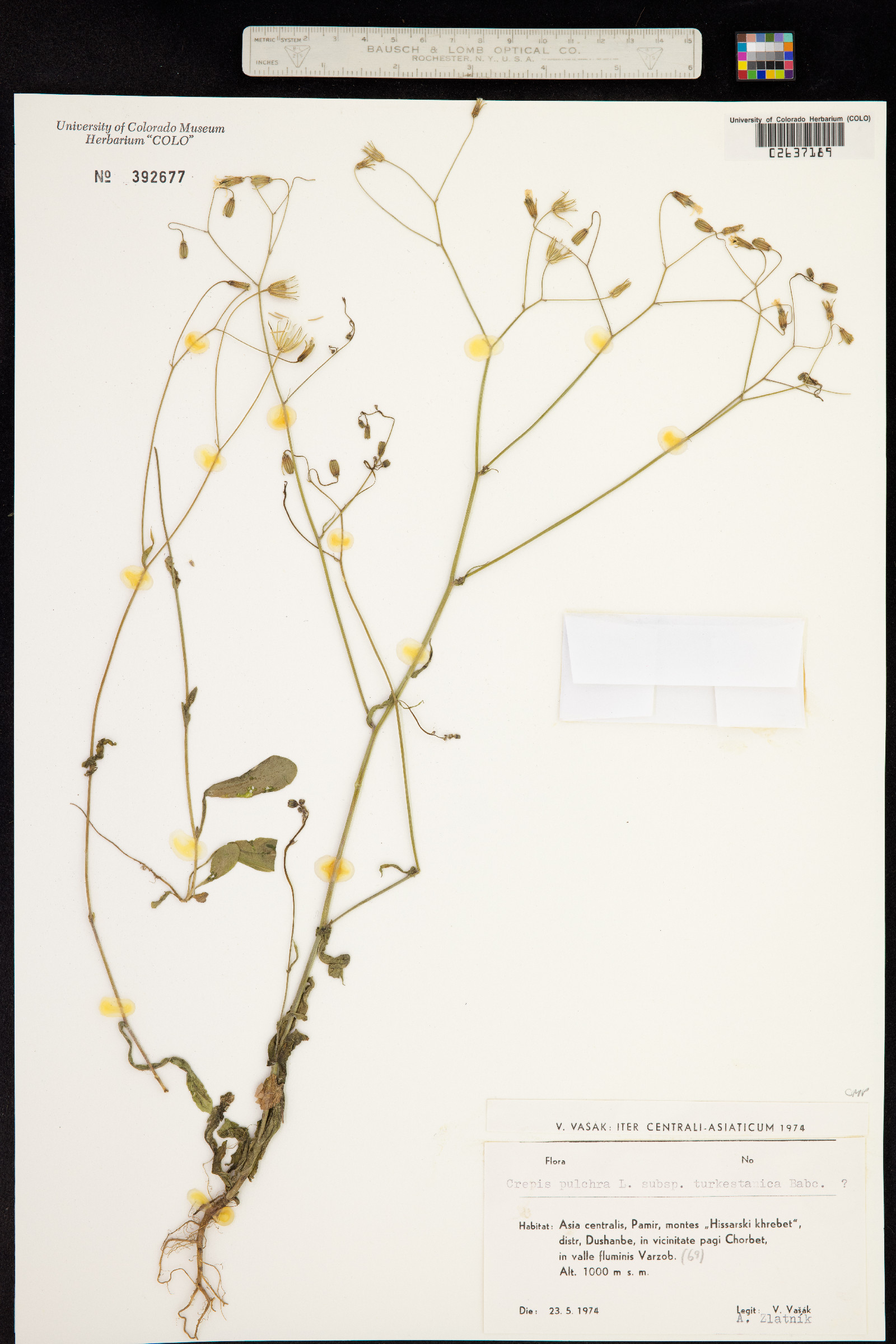 Crepis pulchra image