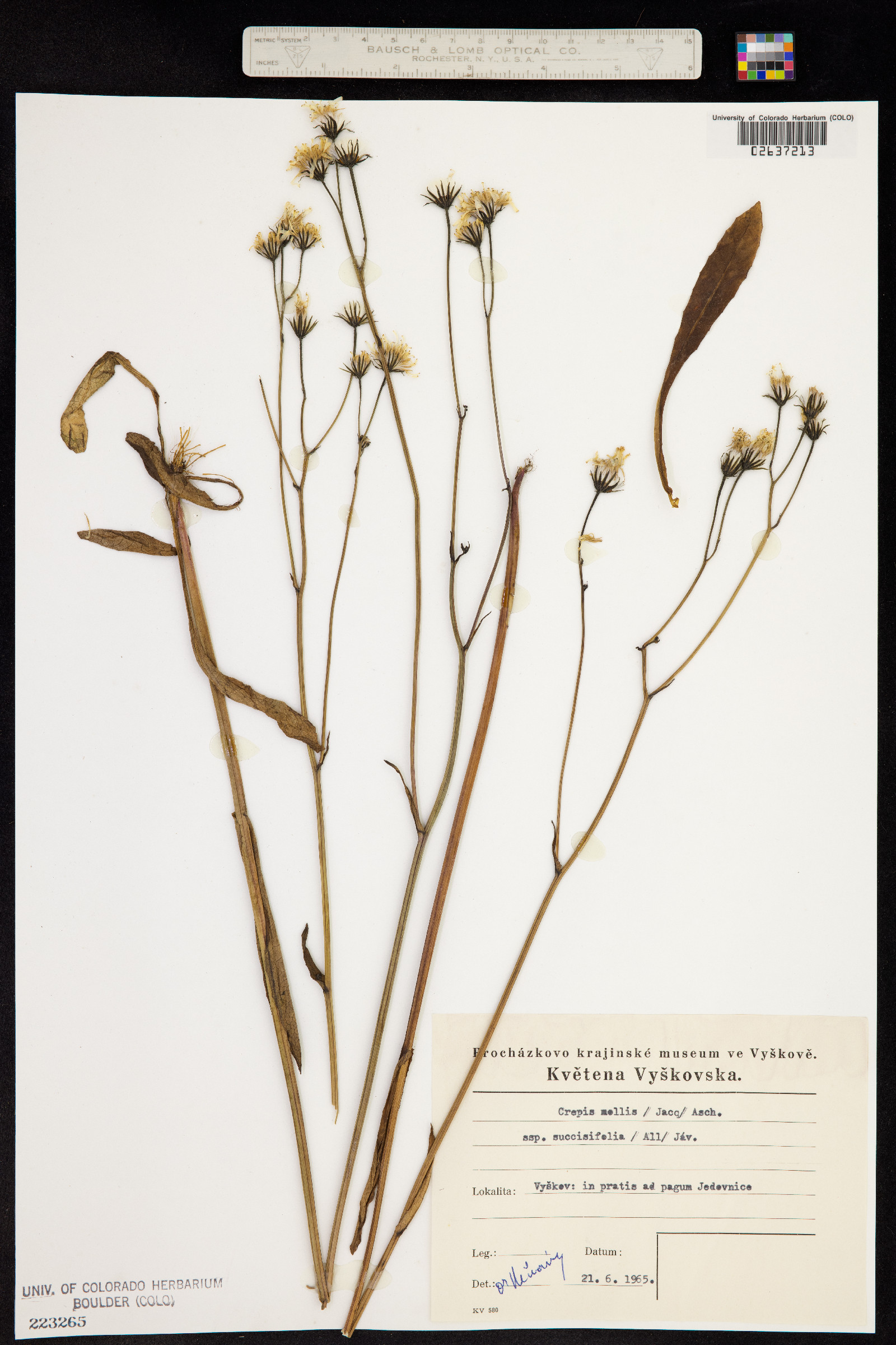 Crepis mollis image