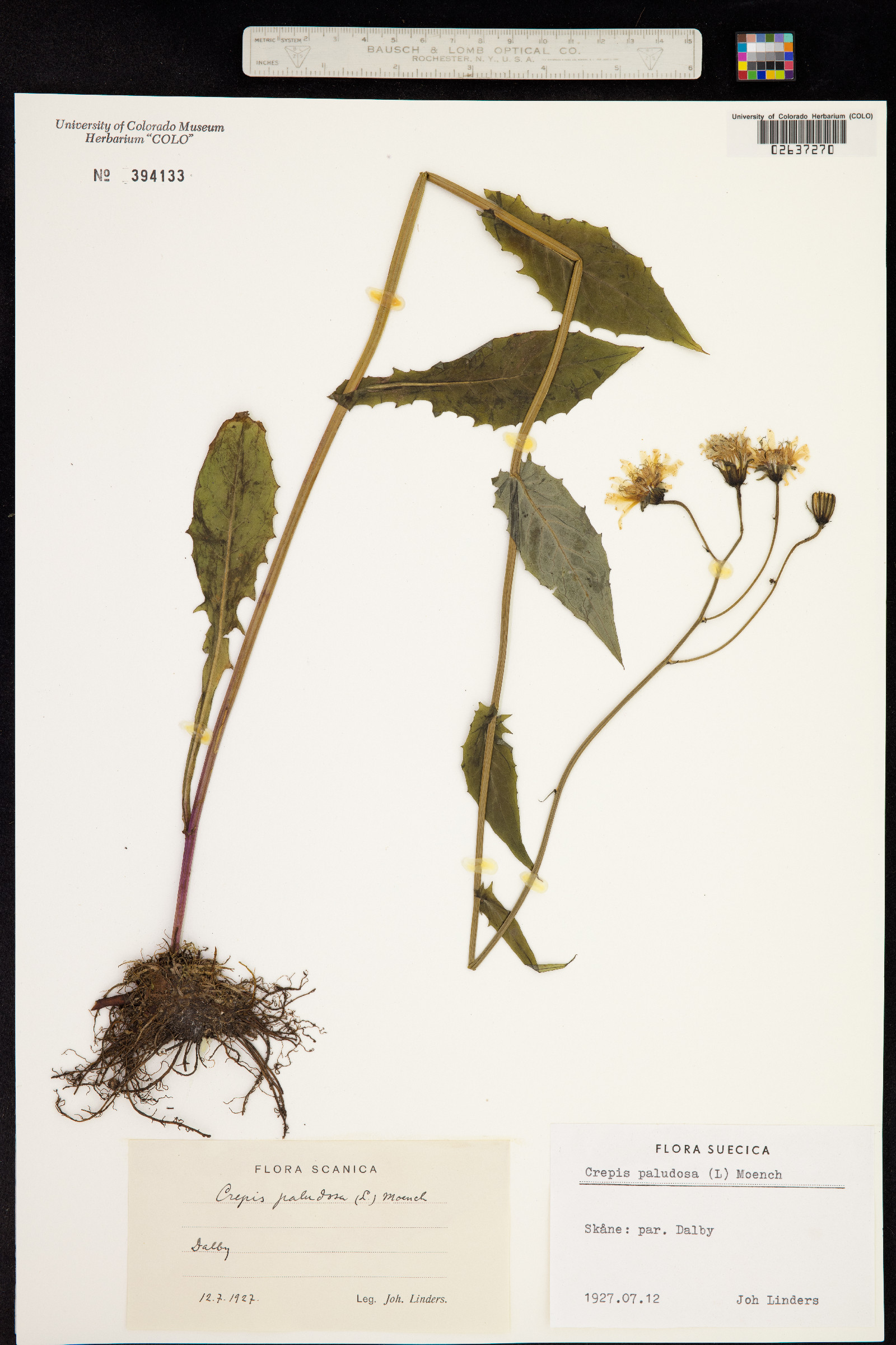 Crepis paludosa image