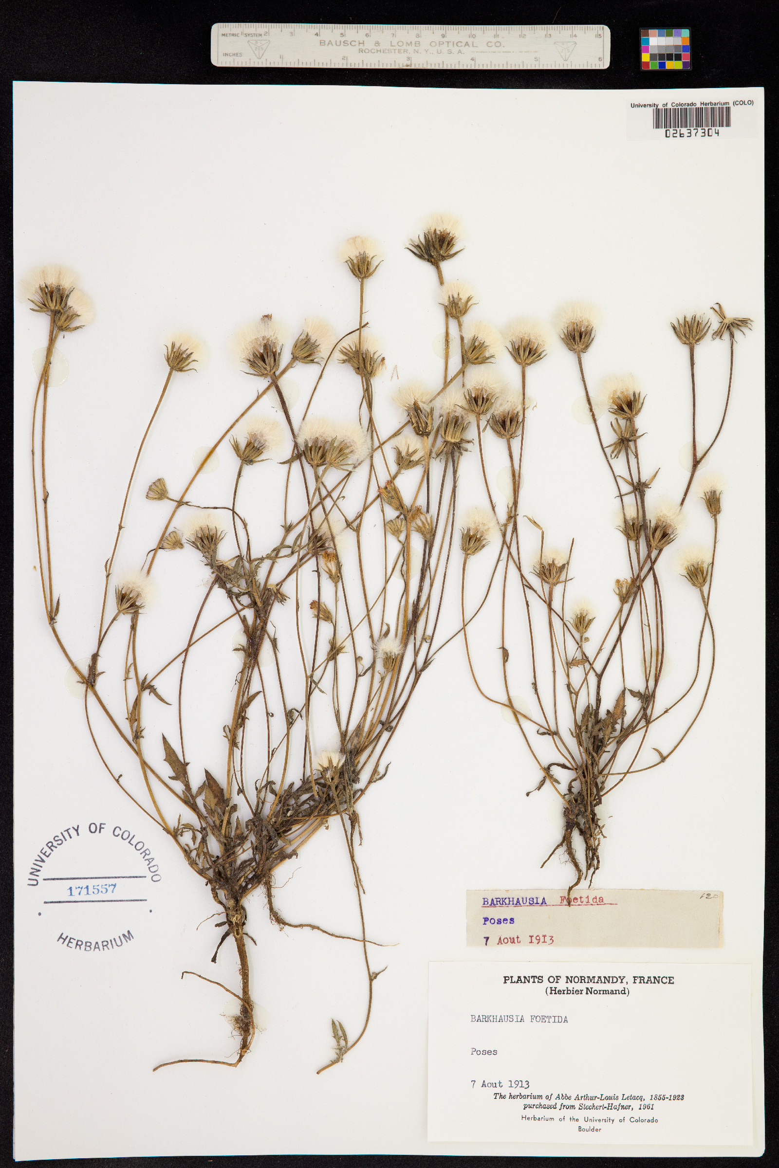 Crepis foetida image