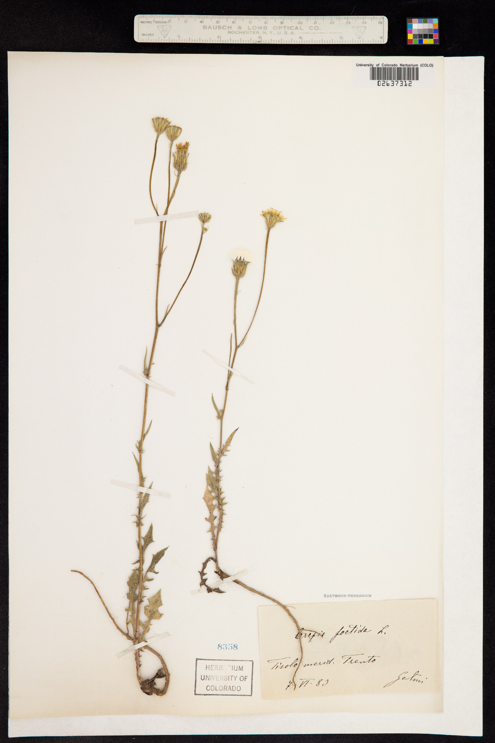 Crepis foetida image