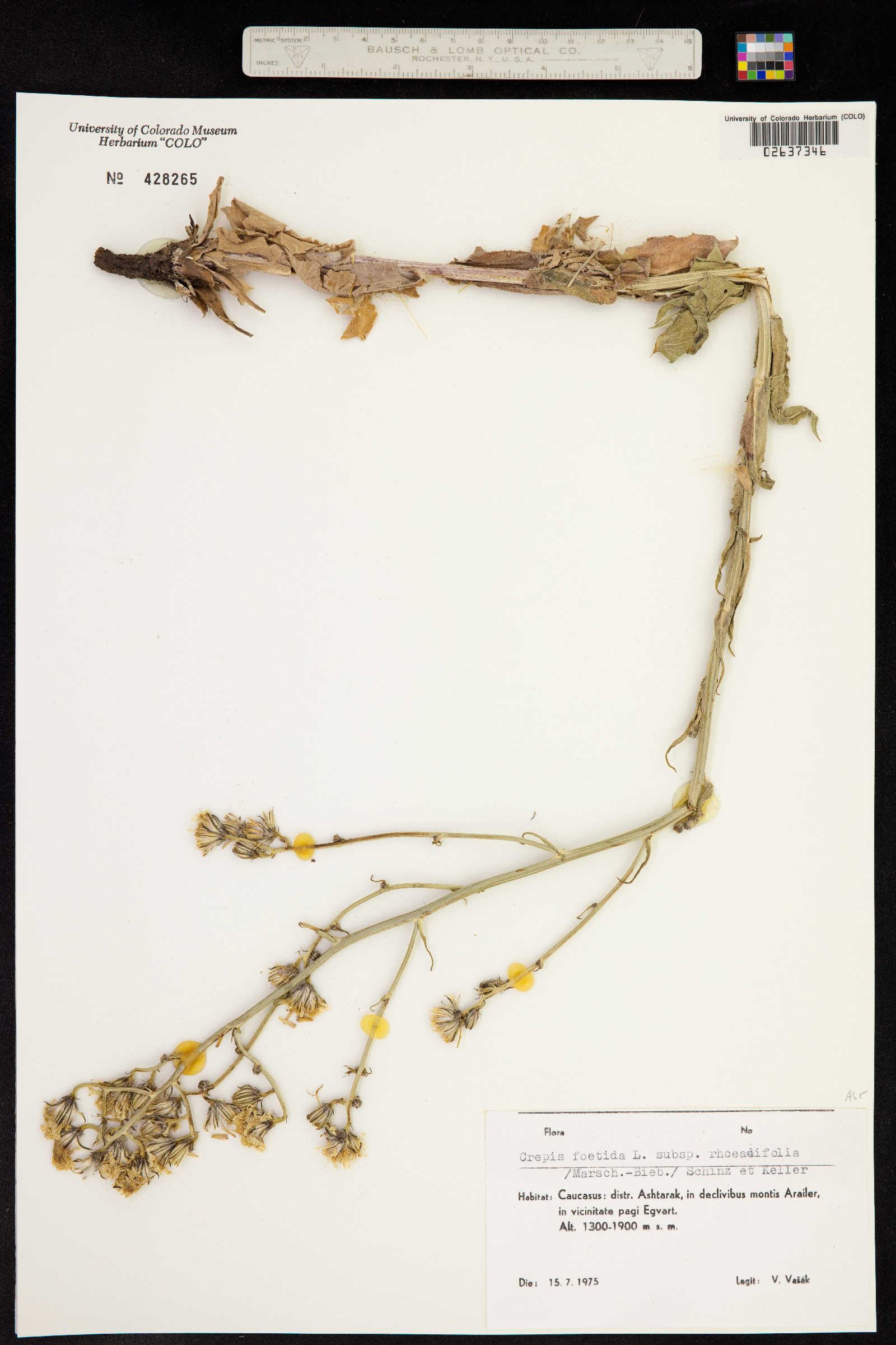 Crepis foetida image