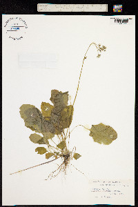 Crepis japonica image