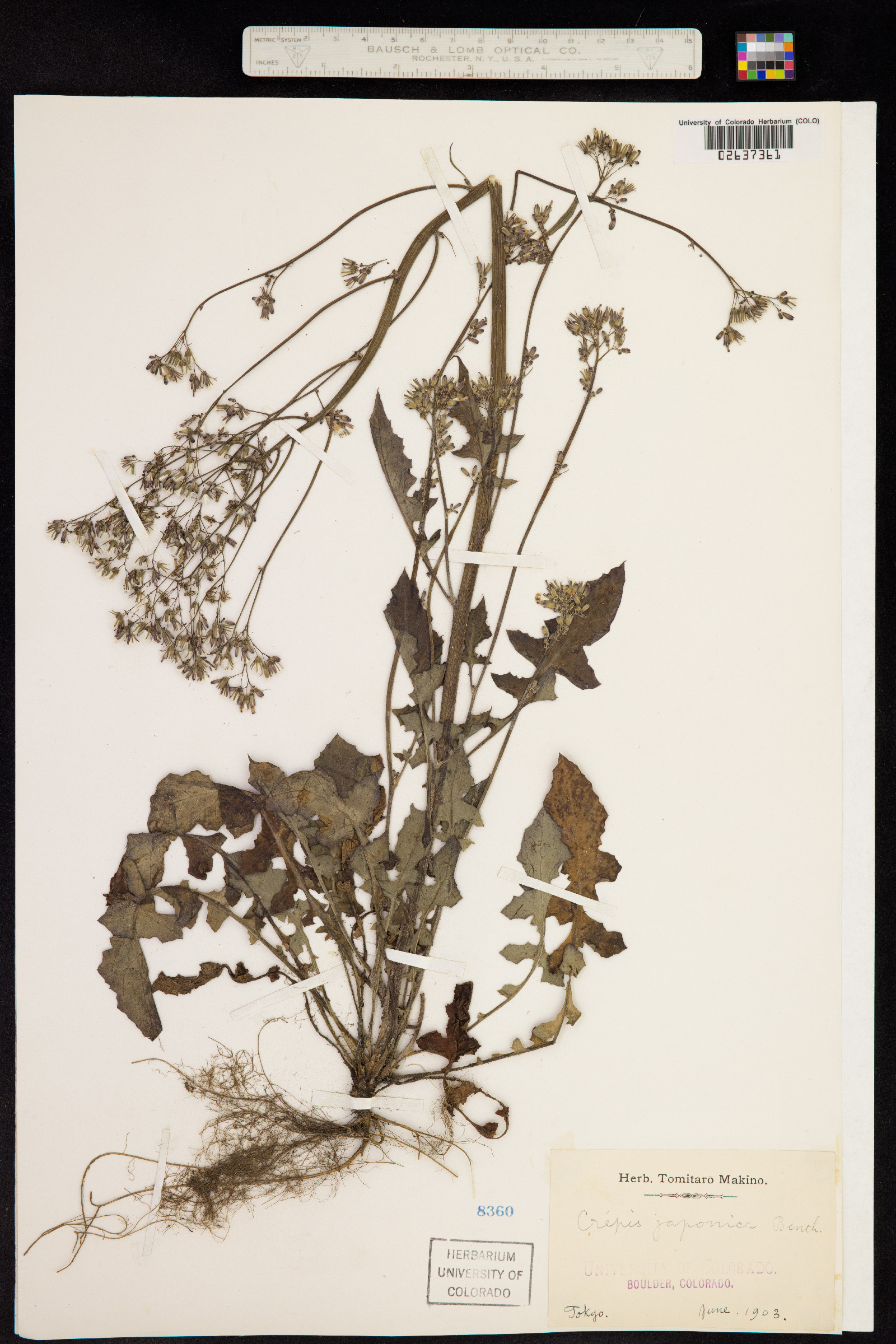 Crepis japonica image