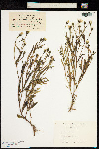 Crepis nicaeensis image