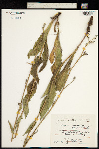 Crepis pannonica image