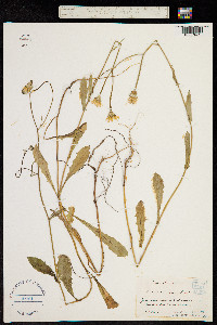 Crepis pannonica image