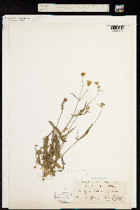 Crepis micrantha image