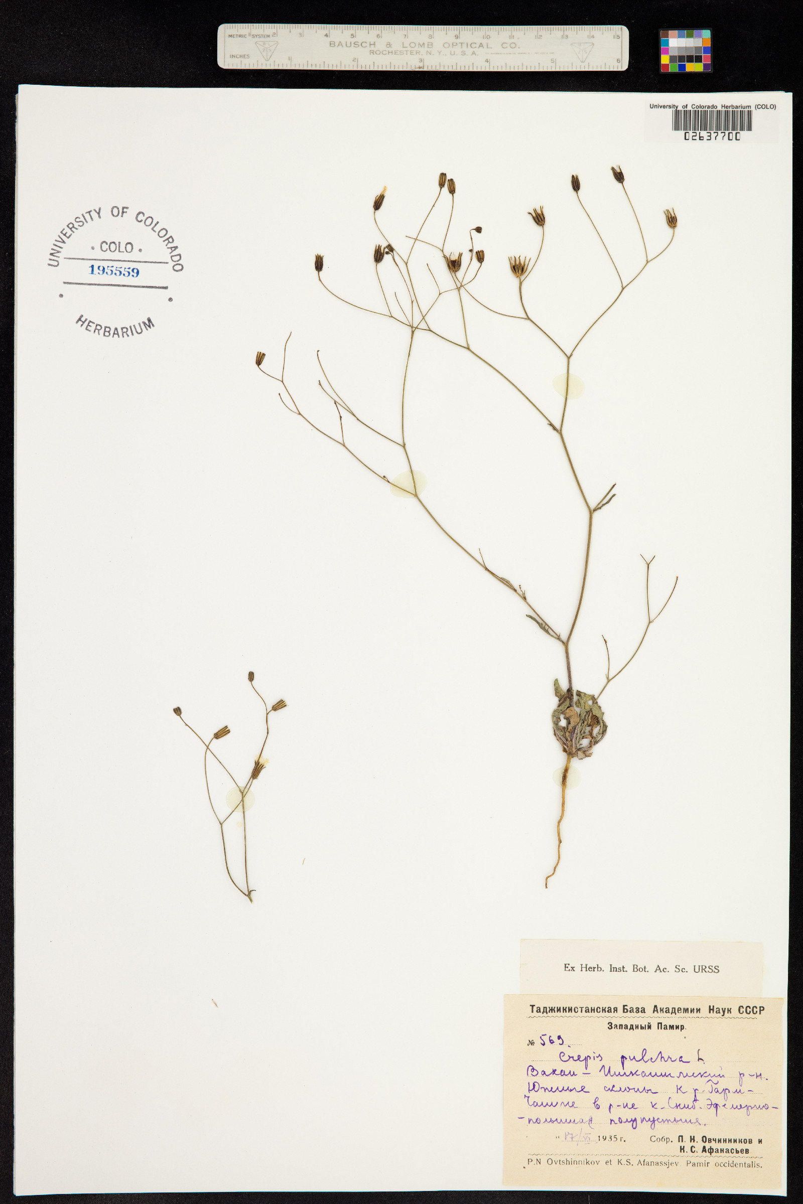 Crepis pulchra image