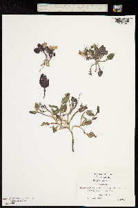 Image of Crepis pygmaea