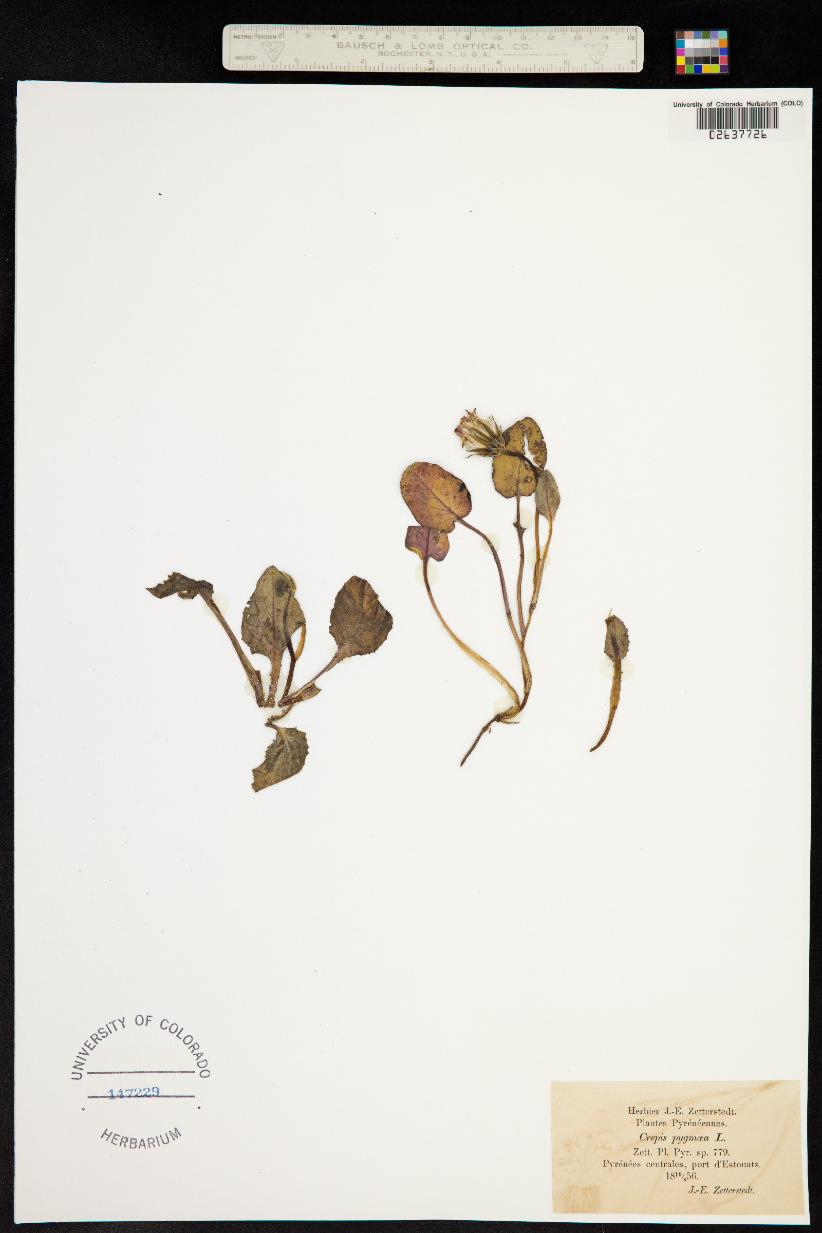 Crepis pygmaea image
