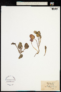 Crepis pygmaea image