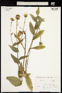 Crepis pyrenaica image