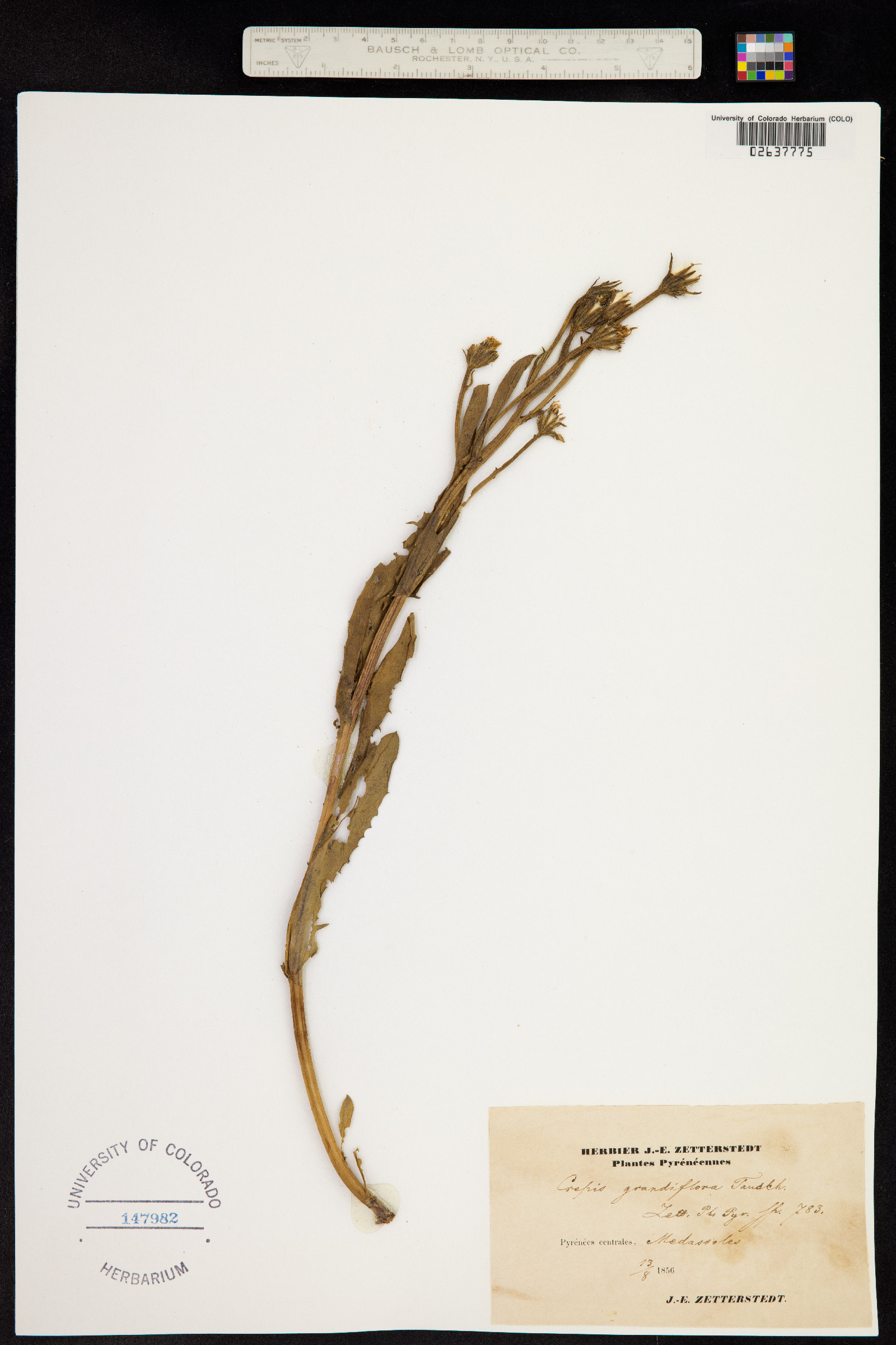 Crepis grandiflora image