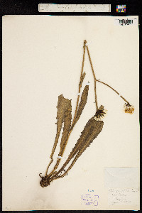 Crepis grandiflora image