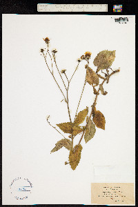 Image of Crepis lampsanoides