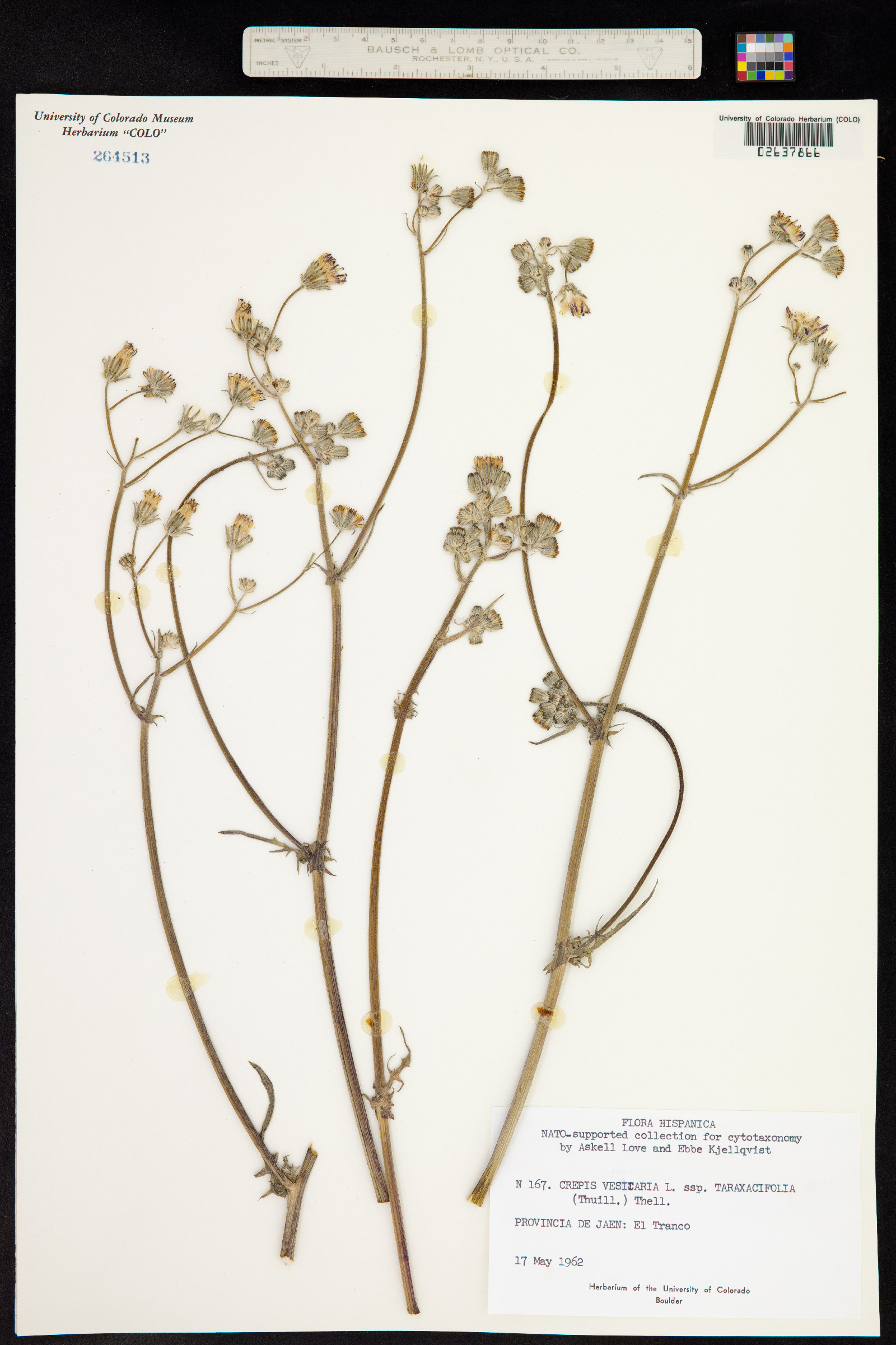 Crepis vesicaria image