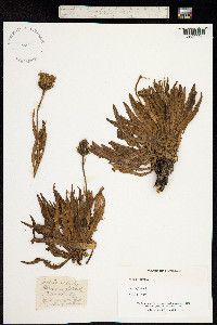 Crepis albida image