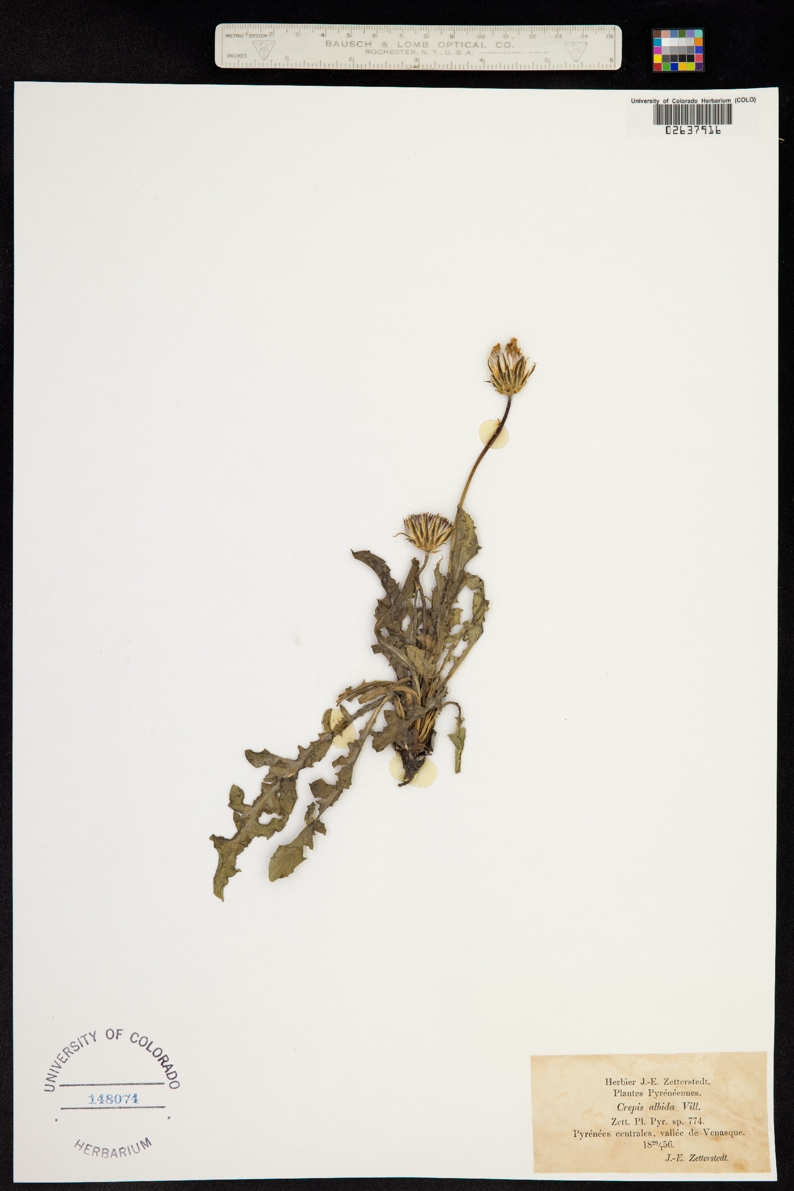Crepis albida image
