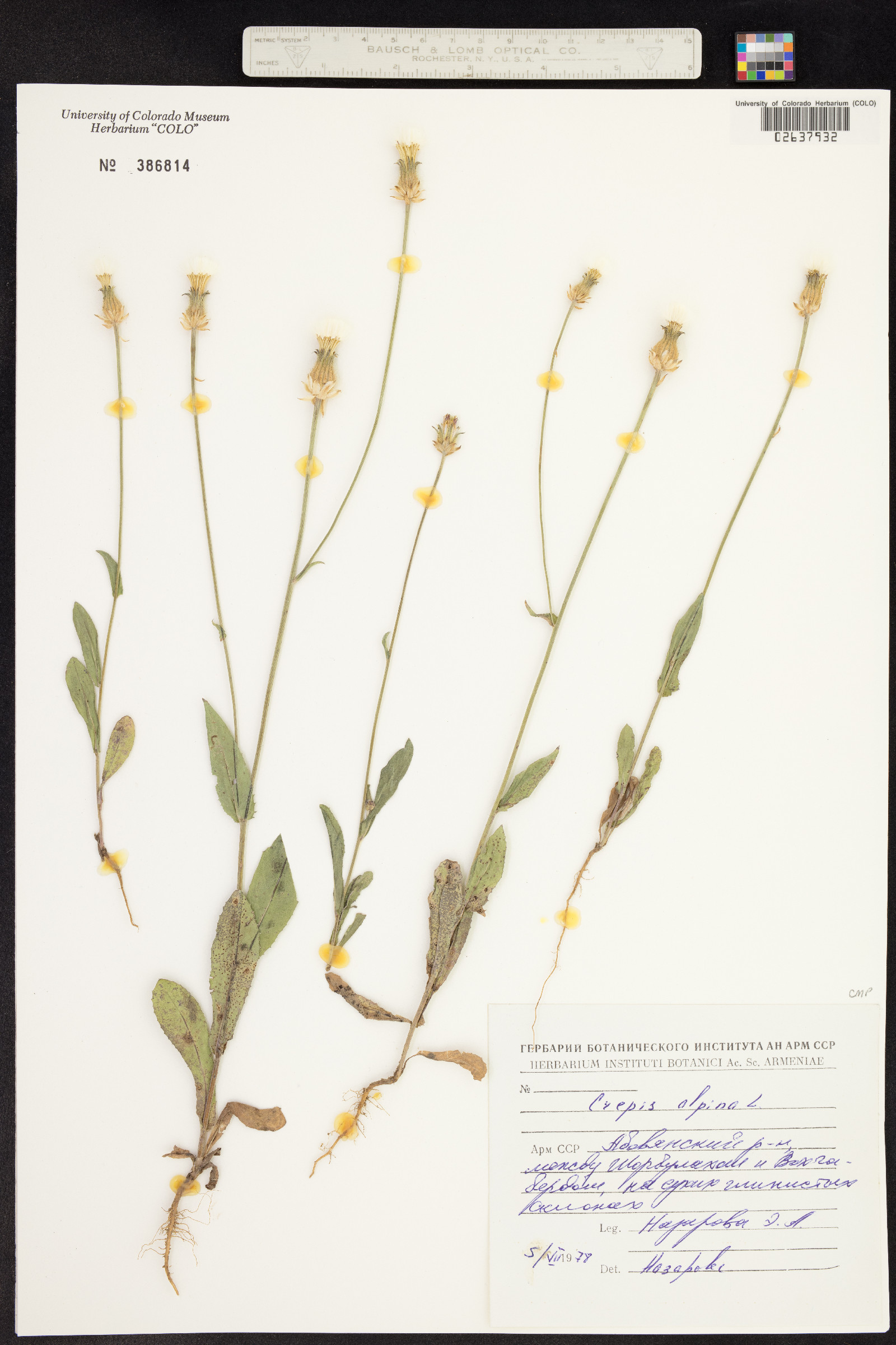 Crepis alpina image