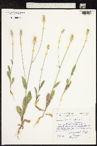 Crepis alpina image
