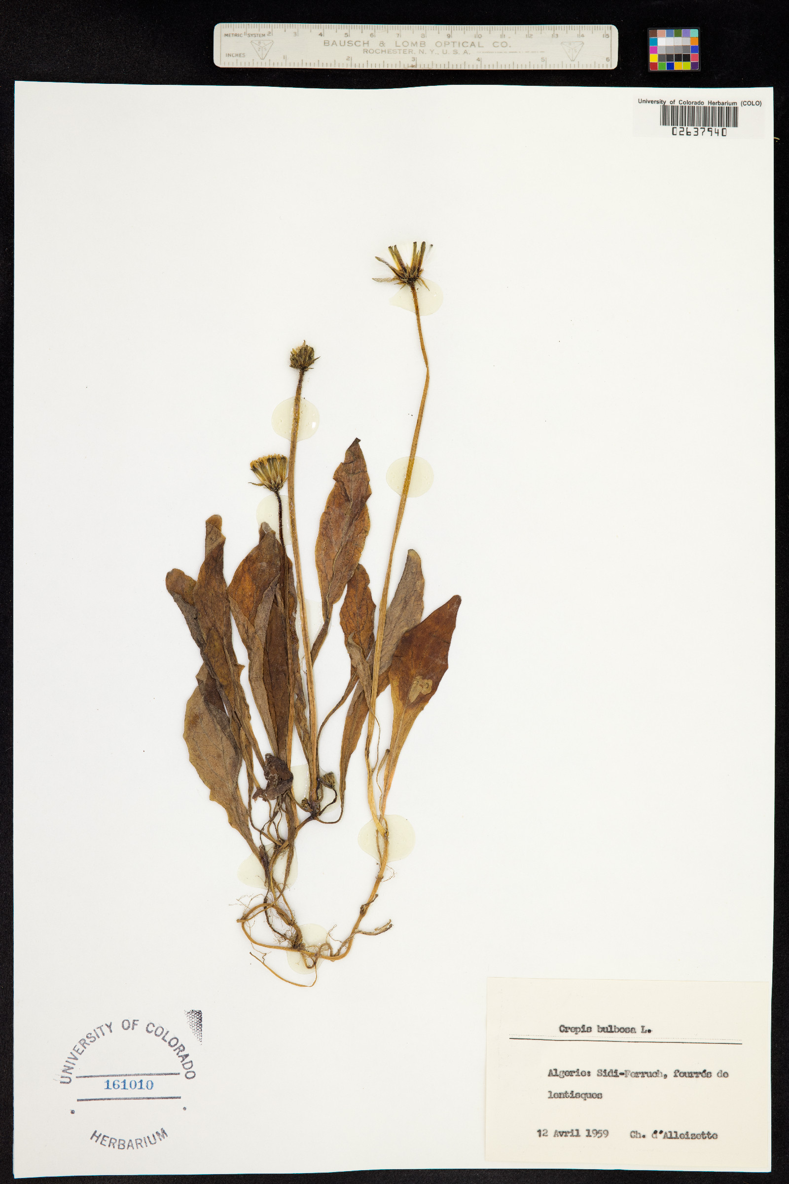 Crepis bulbosa image
